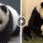 mama panda
