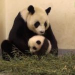 panda