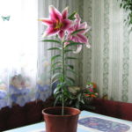 108059-82652-12990257-m750x740