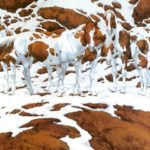 c3311277-2bf2-426d-8944-47bfae8ccf67