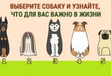 Песик расскажет, что для вас сейчас в приоритете