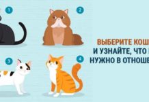 Выберите кошку и узнайте, чего вы хотите в отношениях