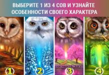 Укажите на одну сову и узнайте, в чем особенность вашего характера