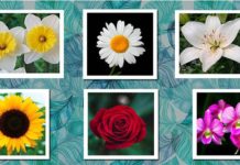 Раскройте свою индивидуальность с цветочным тестом