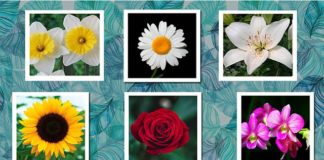 Раскройте свою индивидуальность с цветочным тестом