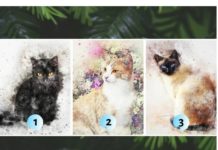 Выберите котика, чтобы узнать свое послание