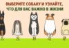 Тест: выберите собачку и узнайте, что для вас важно в жизни