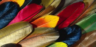 Разноцветные перья расскажут про вас всю тайну.