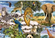 Тест на знание представителей животного мира