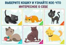 Выберите кошку и узнайте яркую черту своего своего характера