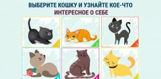 Выберите кошку и узнайте яркую черту своего своего характера