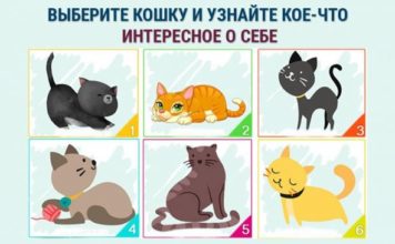 Выберите кошку и узнайте яркую черту своего своего характера