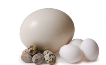 Выберете для себя яичко.