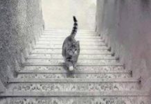 Скажите, в каком направлении идет кот, и узнайте, как вы относитесь к жизни