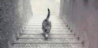 Скажите, в каком направлении идет кот, и узнайте, как вы относитесь к жизни