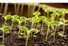 Что такое субстраты и для чего они нужны?