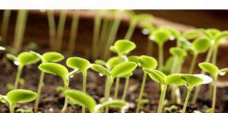 Что такое субстраты и для чего они нужны?