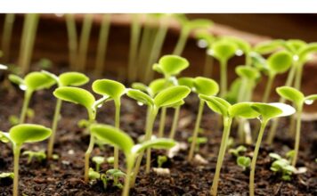 Что такое субстраты и для чего они нужны?