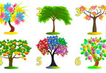 Тест: узнайте секреты про свою личность с помощью дерева