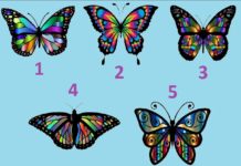 Тест: узнайте преимущества своего характера с помощью бабочки