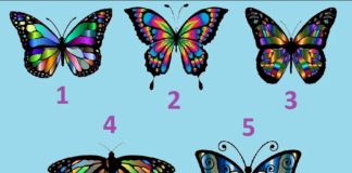 Тест: узнайте преимущества своего характера с помощью бабочки