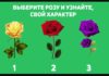 Тест: узнайте тип своего характера с помощью розы