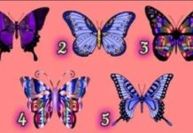 Тест: узнайте свою натуру с помощью бабочек