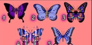 Тест: узнайте свою натуру с помощью бабочек