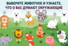 Психологический тест: выберите животное и узнайте, что думают о вас окружающие