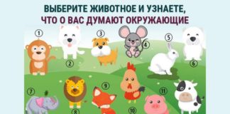 Психологический тест: выберите животное и узнайте, что думают о вас окружающие