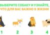 Тест: узнайте, что для вас важно в этой жизни с помощью собачки