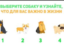 Тест: узнайте, что для вас важно в этой жизни с помощью собачки