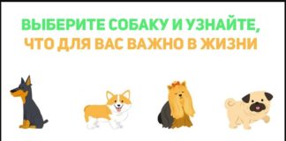 Тест: узнайте, что для вас важно в этой жизни с помощью собачки