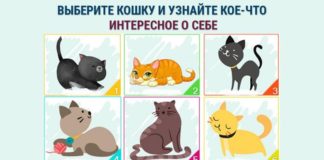 Психологический тест: выберите кошку и узнайте яркую черту своего характера