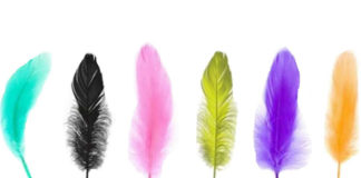 Разноцветные перья расскажут про вас всю тайну