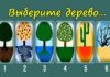 Психологический тест: выберите дерево и узнайте свое положение в жизни