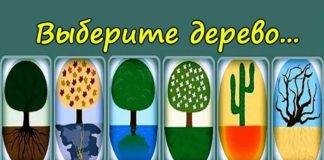 Психологический тест: выберите дерево и узнайте свое положение в жизни