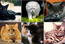 Тест: определите свой тип личности