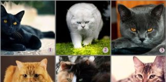 Тест: определите свой тип личности