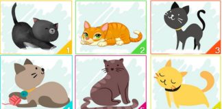 Тест: узнайте, какие черты вашего характера доминируют