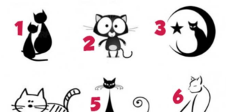 Тест: узнайте секреты своей личности с помощью кошки