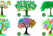 Тест: выберите притягательную листву дерева