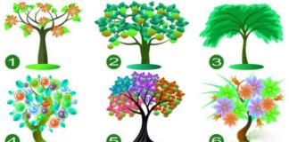 Тест: выберите притягательную листву дерева