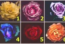 Психологический тест: определитесь, какой цветок вам нравится больше всего