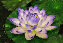 Тест: узнайте скрытые черты свого характера по цветку