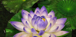 Тест: узнайте скрытые черты свого характера по цветку