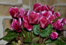 5 неприхотливых растений, которые цветут до весны