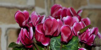 5 неприхотливых растений, которые цветут до весны