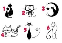 Пройдите тест с выбором кошек и узнайте, какой у вас характер