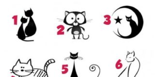 Пройдите тест с выбором кошек и узнайте, какой у вас характер